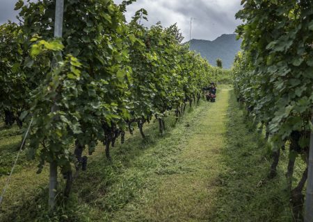 Africa’s miners and winemakers toast China’s row with Australia