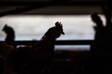 Poultry giant Astral warns of 90% earnings plunge