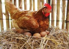 Quantum profits lift thanks to high egg prices