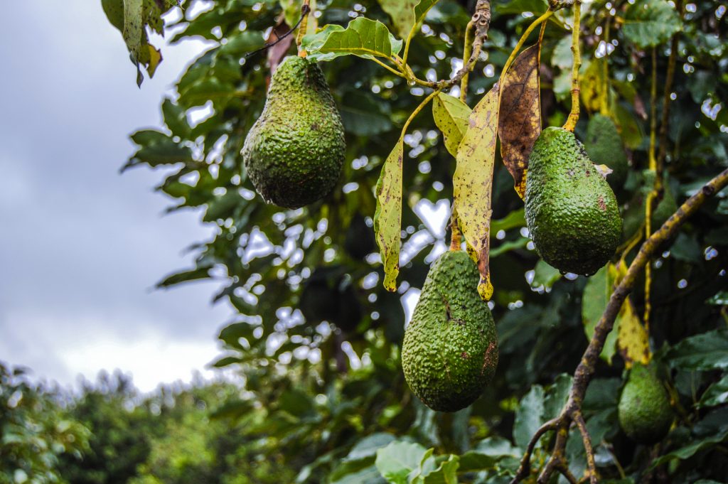 SA avo giant gets $300m boost from Standard Bank, HSBC and IFC - Vimarsana News