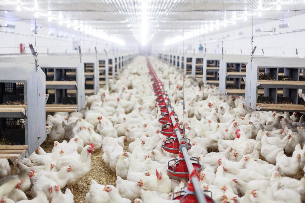 SA poultry edges closer to being a R60bn industry - Vimarsana News