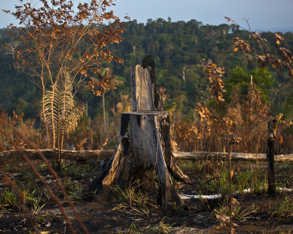 Banks flow billions to companies involved in rainforest destruction - Vimarsana News