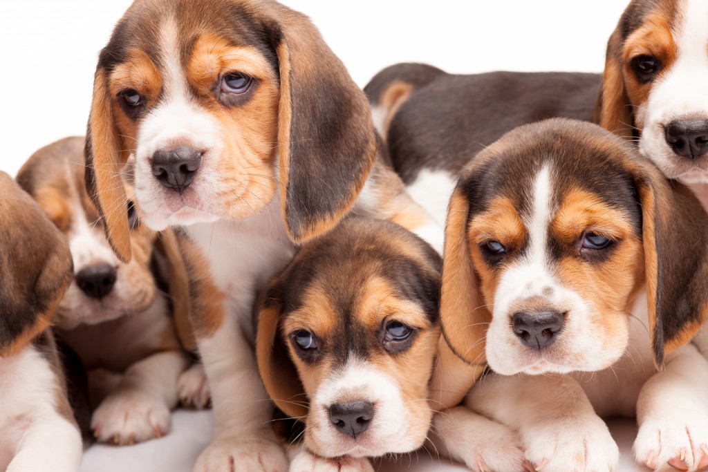 First ever testtube dogs give ‘puppy love’ a new meaning Moneyweb