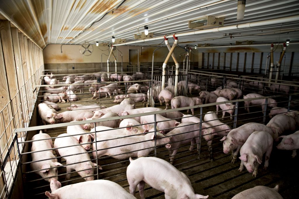 Garden Route pig farmers hit by African swine fever outbreak - Vimarsana News