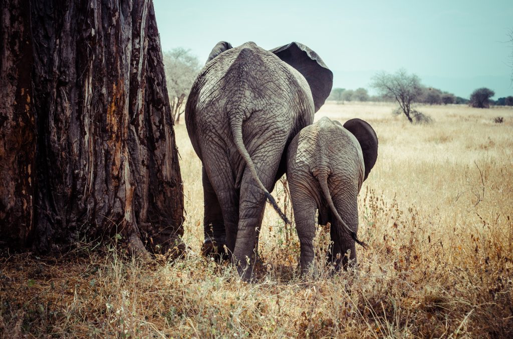 Looking for hope for Zimbabwe's wild places - Vimarsana News