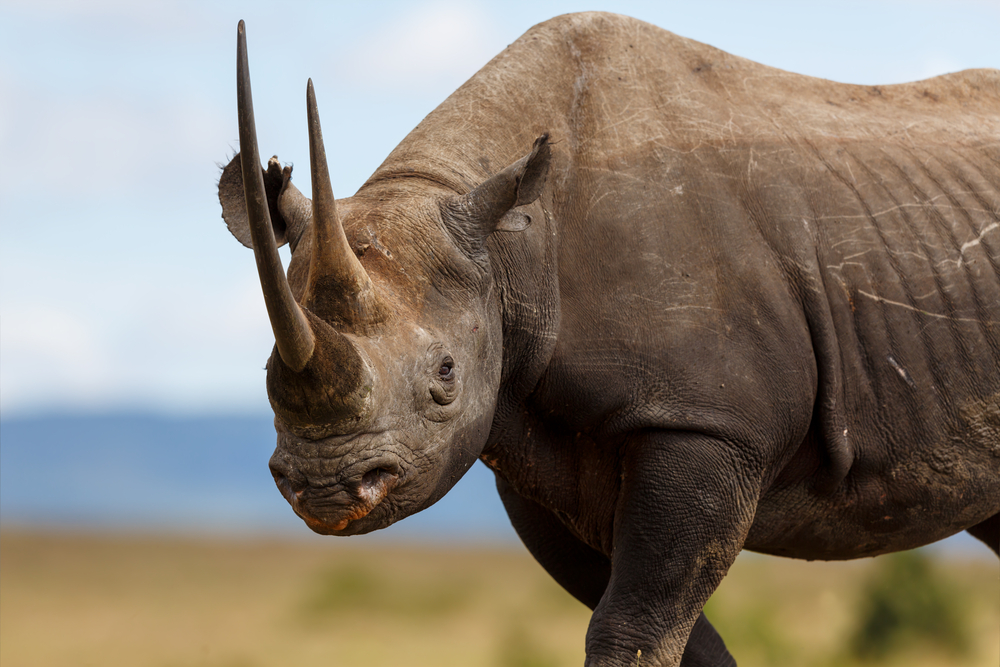 8 black rhinos die in Kenya during relocation between parks - Moneyweb