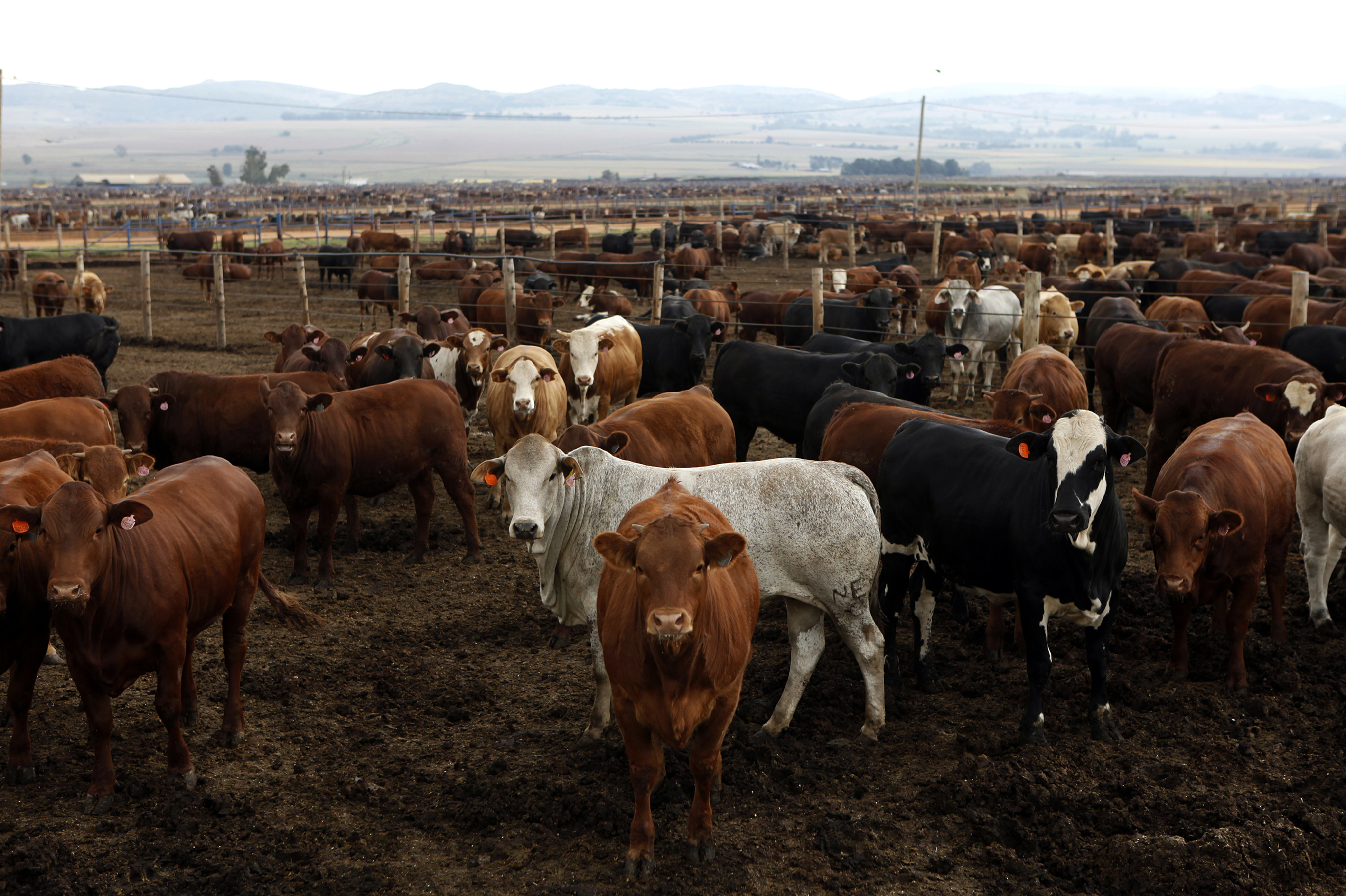 Foot-and-mouth disease is a supply chain crisis, not just a farming problem