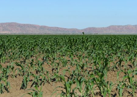 Kaap Agri maak halfjaarresultate bekend