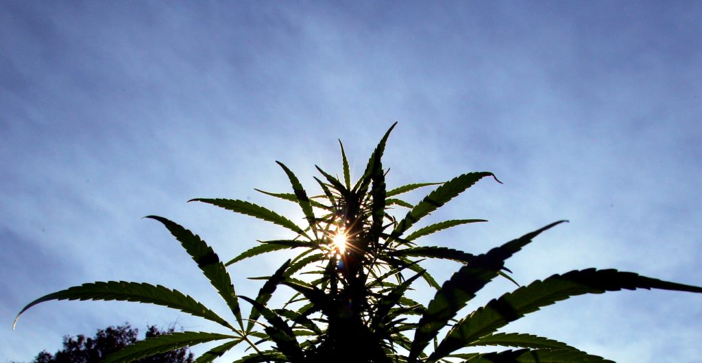 Labat Africa acquires 75% stake in Northern Cape-based cannabis company - Vimarsana News