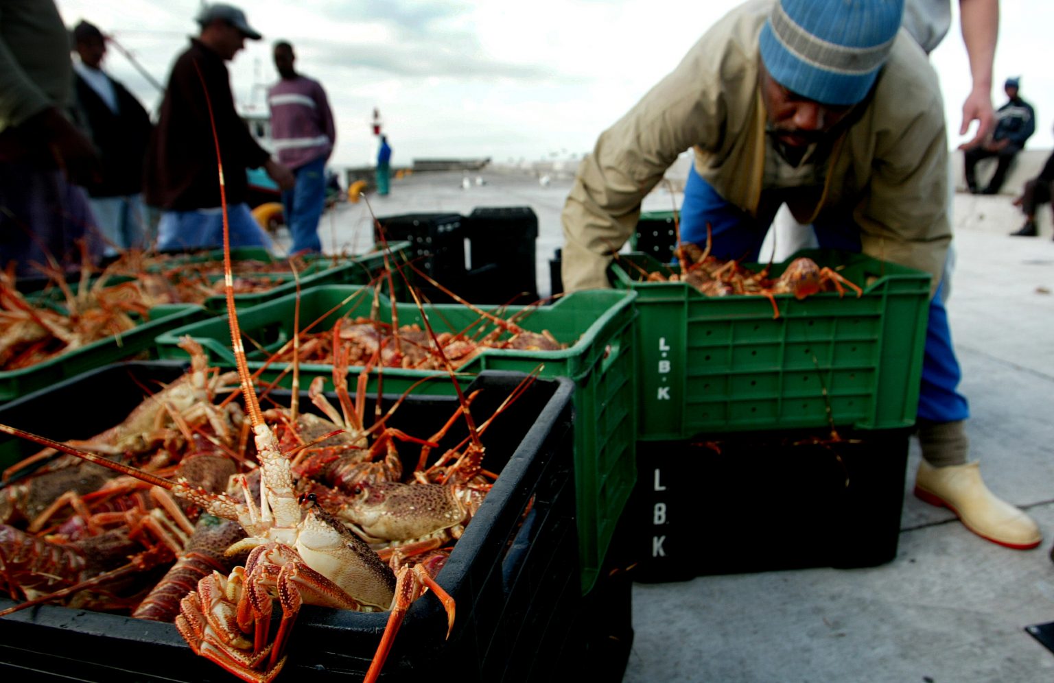 South Africa s Lobster Catchers Suffer In Coronavirus Fallout Moneyweb