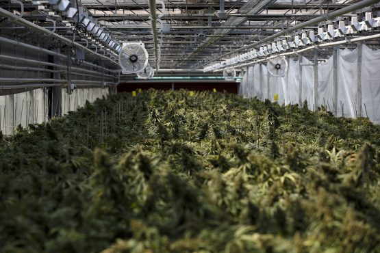 Cannabis plants. Image: Cole Burston, Bloomberg
