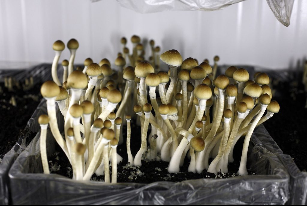 Psychedelics replace pot as the new favorite edgy investment - Vimarsana News