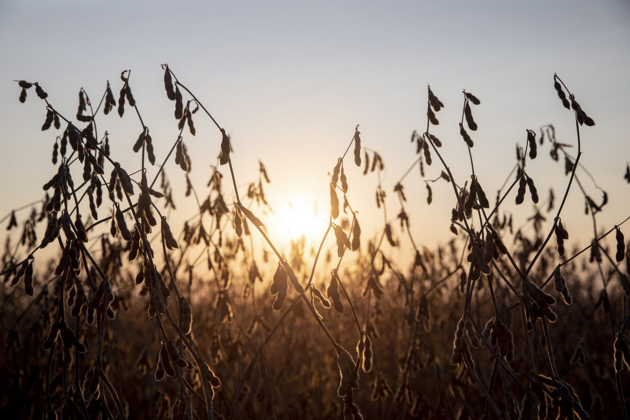 Soybean futures hit highest since 2023 on US biofuel exemptions
