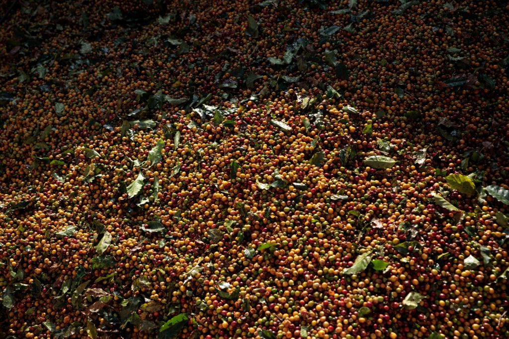 Wild weather in biggest coffee exporter sparks price surge - Moneyweb