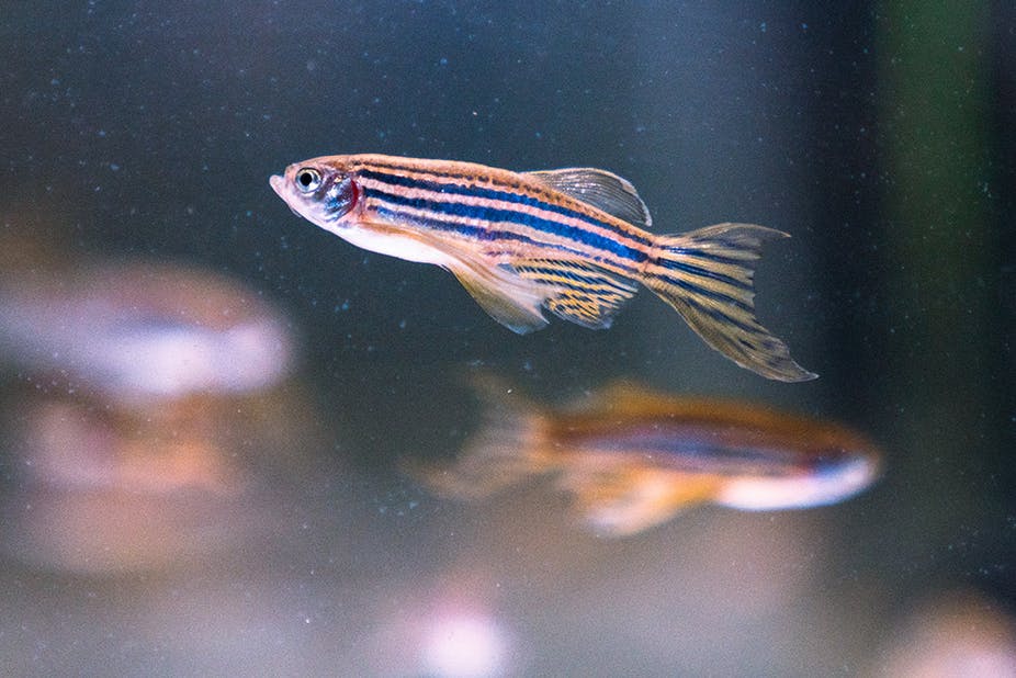 Zebrafish research reveals green rooibos tea's anxiety-busting properties - Vimarsana News