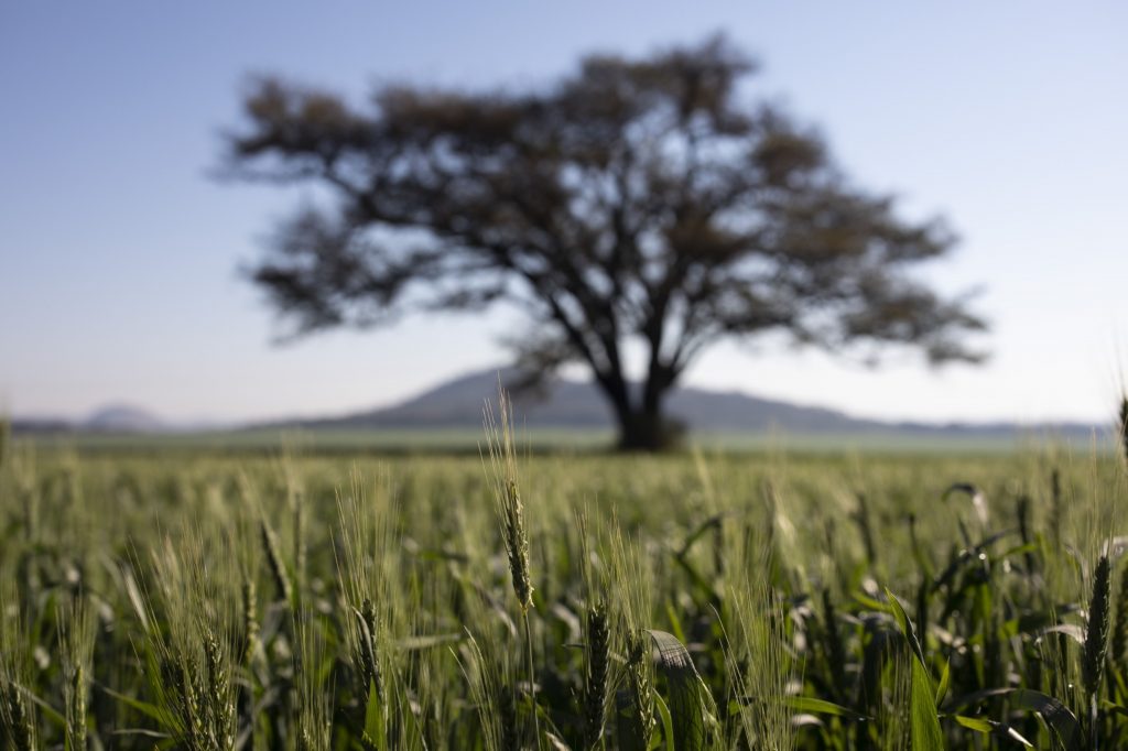 Banks find promise in index-based farming insurance - Vimarsana News