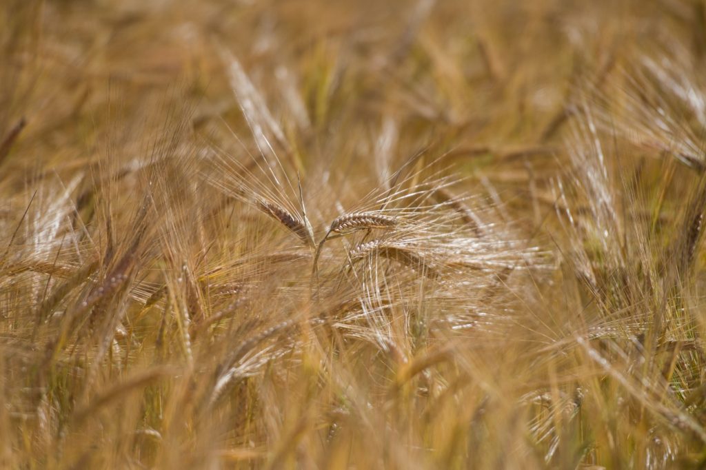 Moscow says Odesa strike won't affect grain plan - Vimarsana News