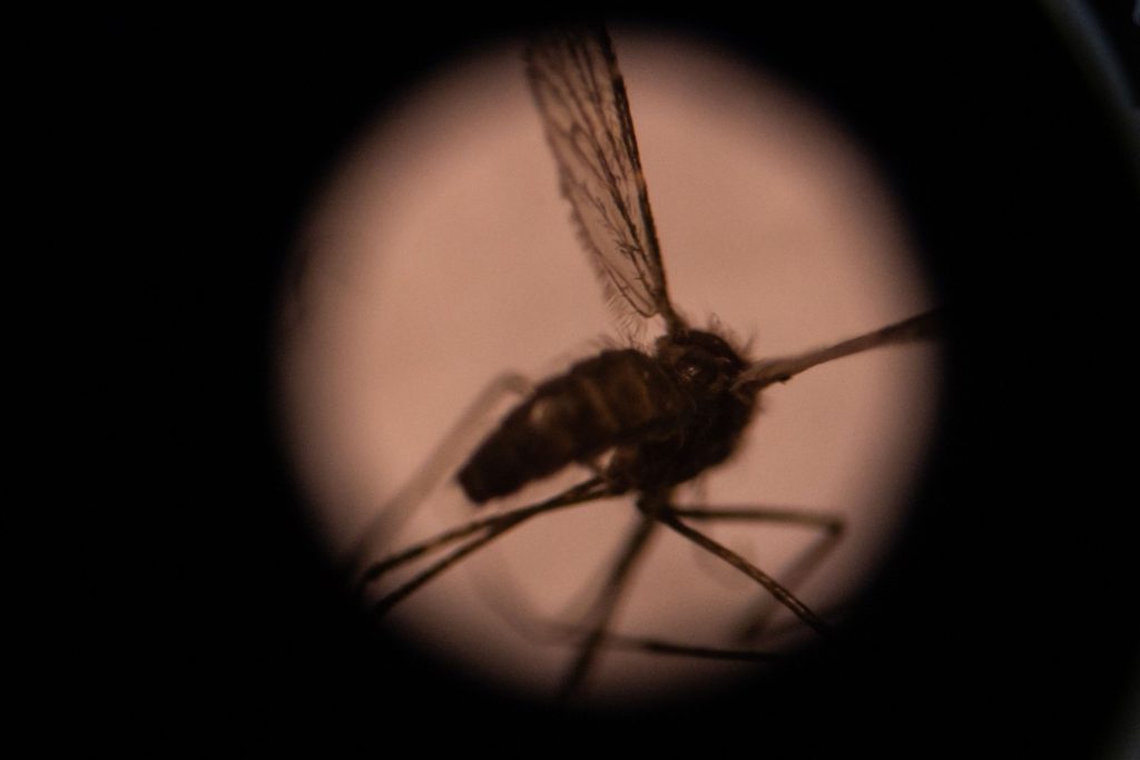 Malaria deaths dip in 2021 - Vimarsana News