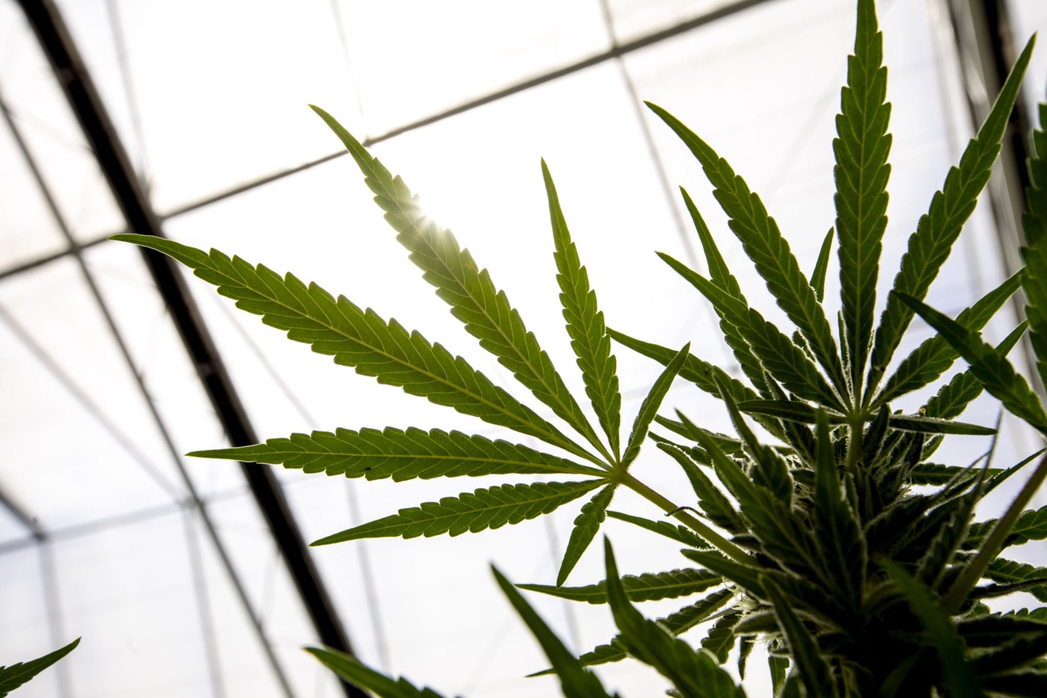 Is hemp a thirsty crop?
