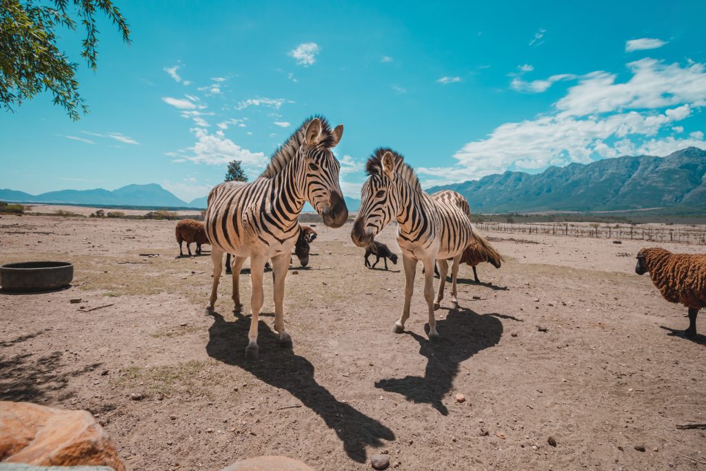 Solutions to Africa’s conservation challenges may lie in SA’s wildlife ...