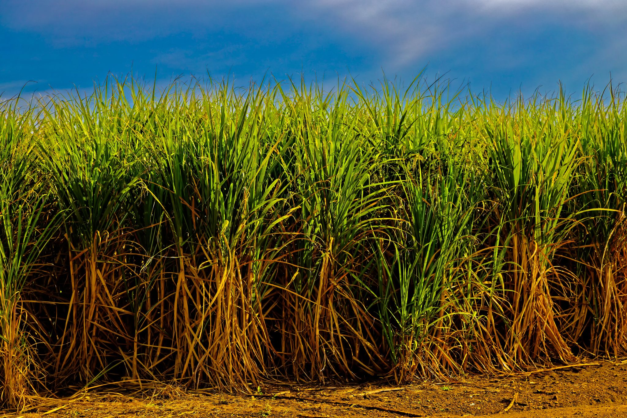 Tongaat owes sugar association R517m in outstanding industry levies