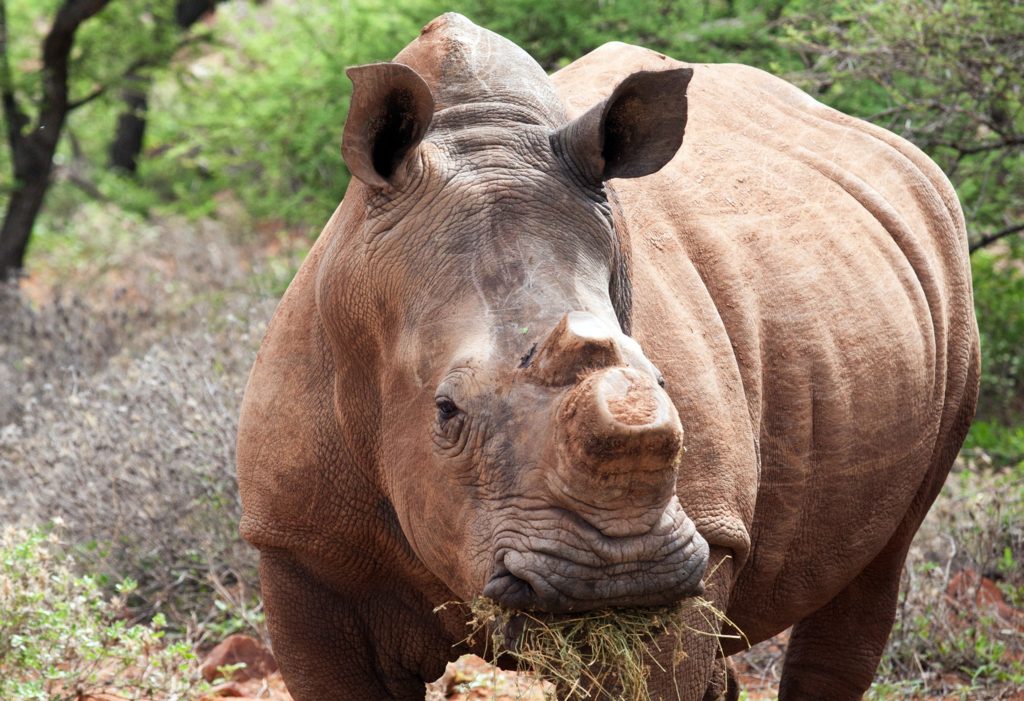 UN says new biodiversity credits can succeed where carbon offsets failed - Vimarsana News