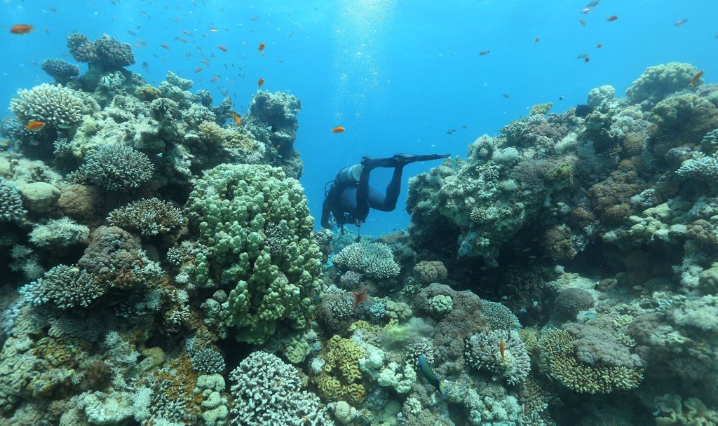 Biodiversity emerges as new risk for asset managers after UN summit - Vimarsana News