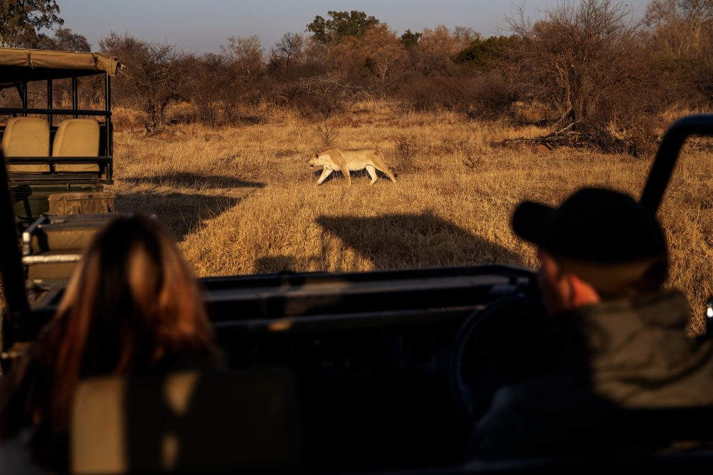 The African safari is changing for the better - Vimarsana News