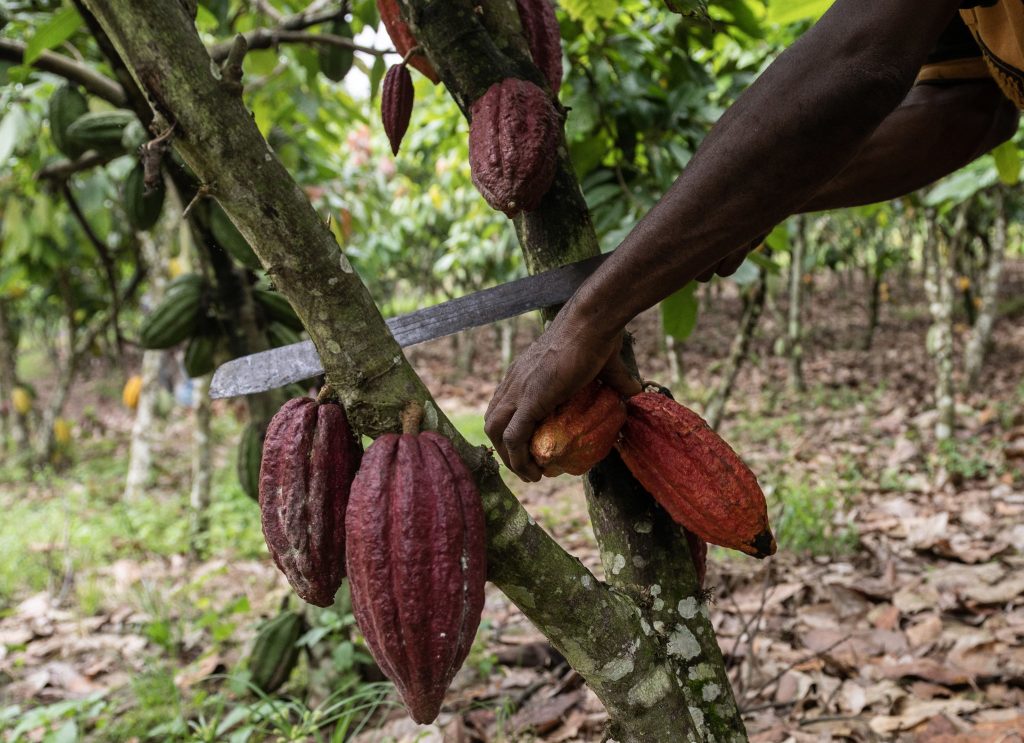 The environmental disaster lurking inside your chocolate bar - Vimarsana News