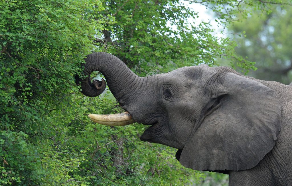 SA withdraws species protection, elephant management laws - Vimarsana News
