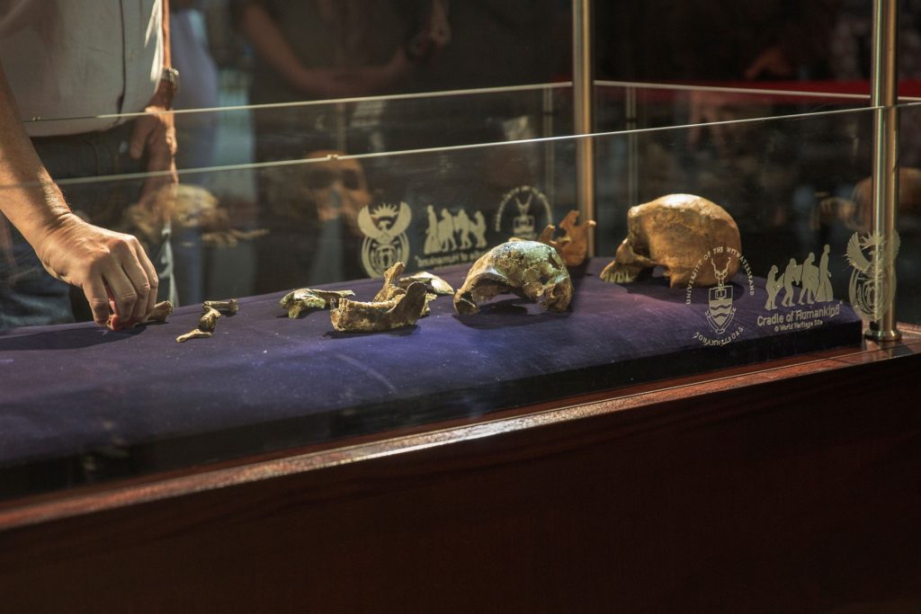 New study may cast doubt over whether humankind originated in SA - Vimarsana News