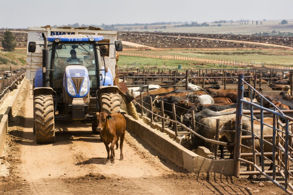 SA beef industry looks forward to 2024 with new export markets - Vimarsana News