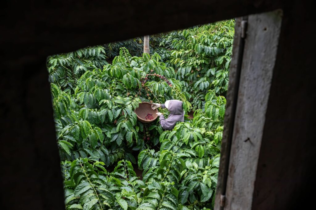 Climate change is making your coffee more bitter and expensive - Vimarsana News