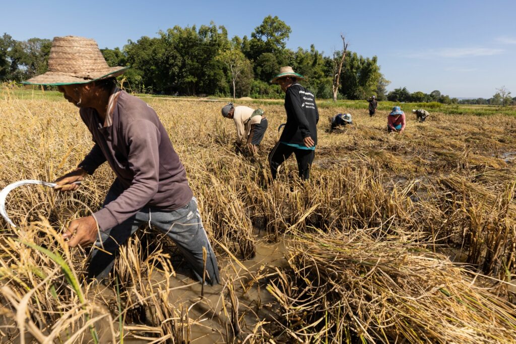 Heavy Rice Heavy rains threaten China’s rice as extreme weather grips south - Moneyweb