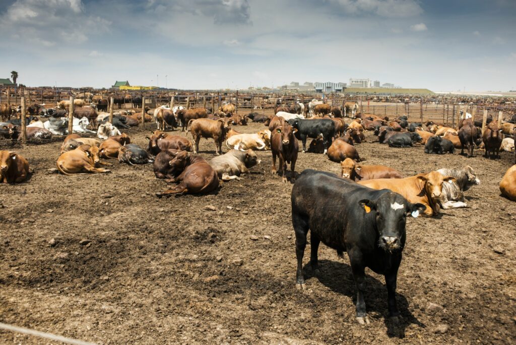 Saudi Arabia to start South African meat imports as ban ends - Vimarsana News