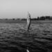 Sea Harvest explains where the sardines have gone