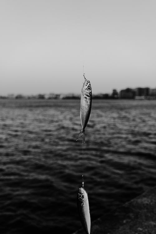 Sea Harvest explains where the sardines have gone