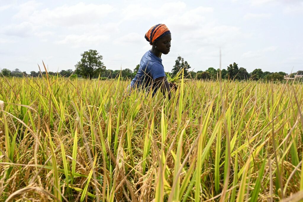 Climate change to slash African GDP by 7.1%, study shows - Vimarsana News