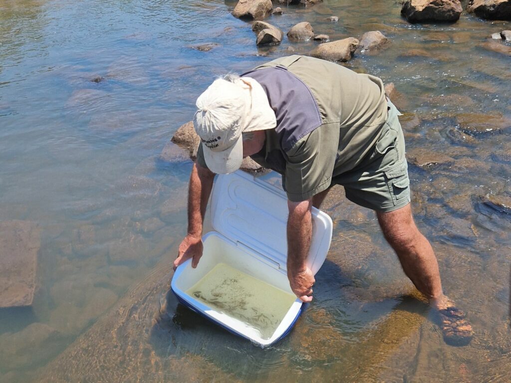 Coal giant breeds Catfish to restock SA rivers after massive toxic spill - Vimarsana News