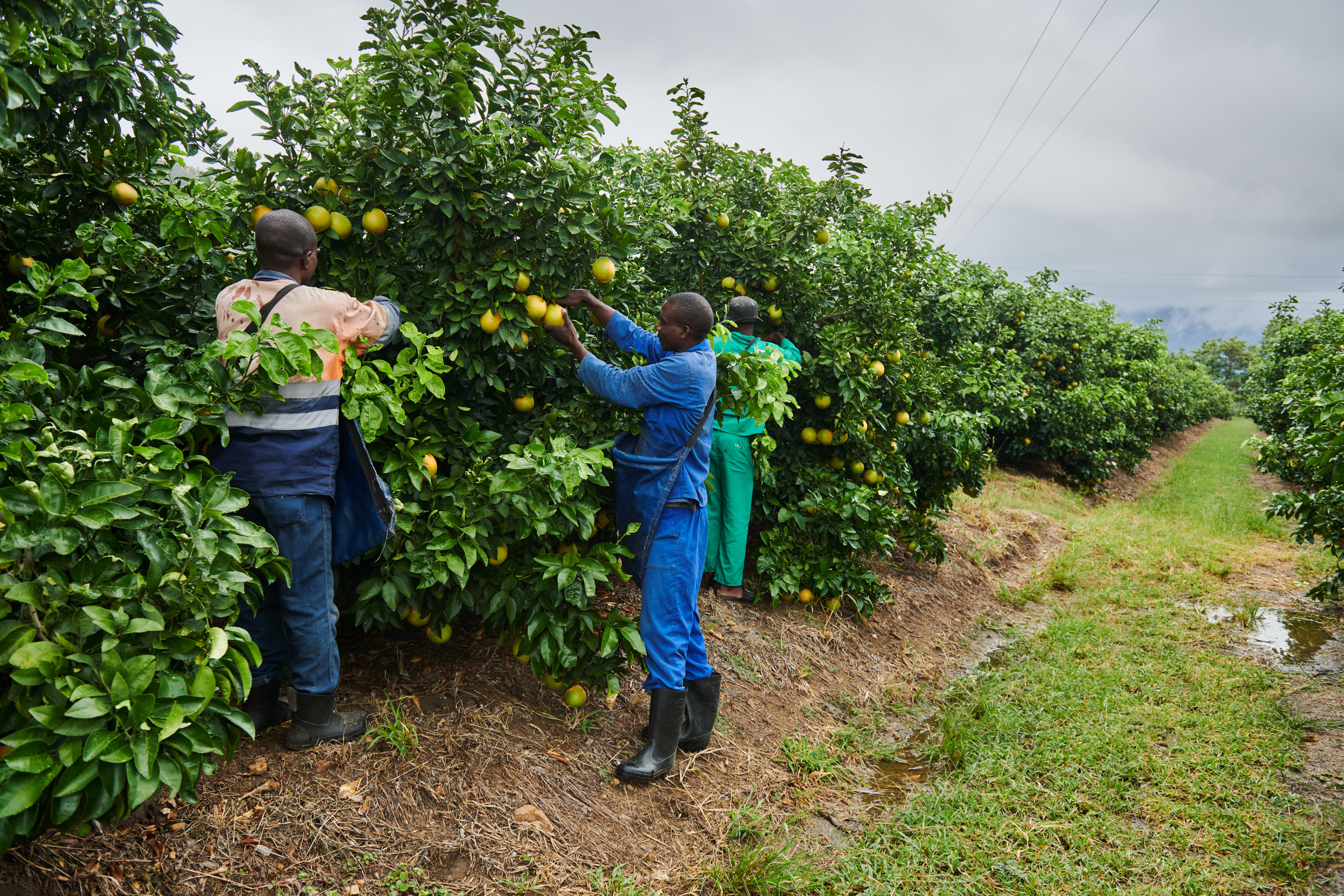 A rare South African export success is threatened by crumbling ports -  Moneyweb