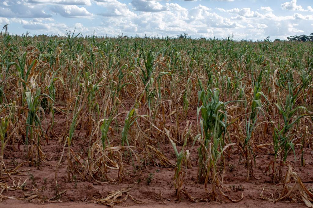 Zimbabwe to return 67 foreign-owned farms seized in land grab