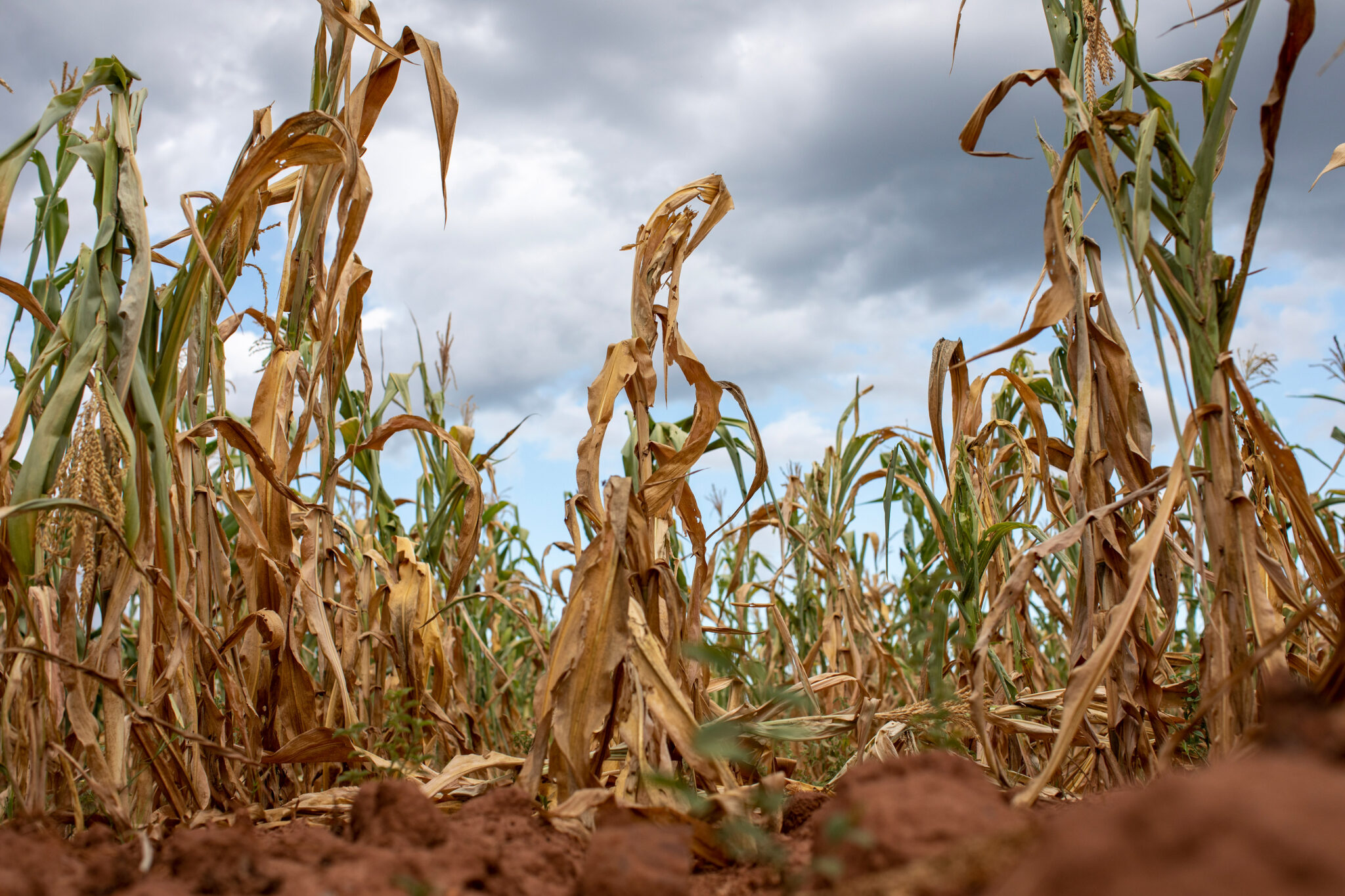 Africa faces El Niño with less room to weather shock, IIF says