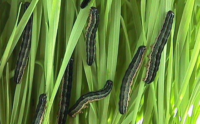 Farmers should be on the lookout for African armyworm infestation ...