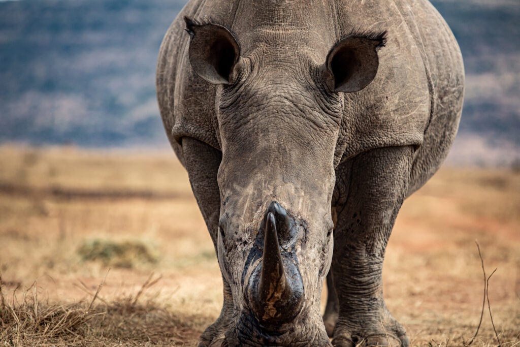 Billionaire-backed African parks goes local to preserve gains