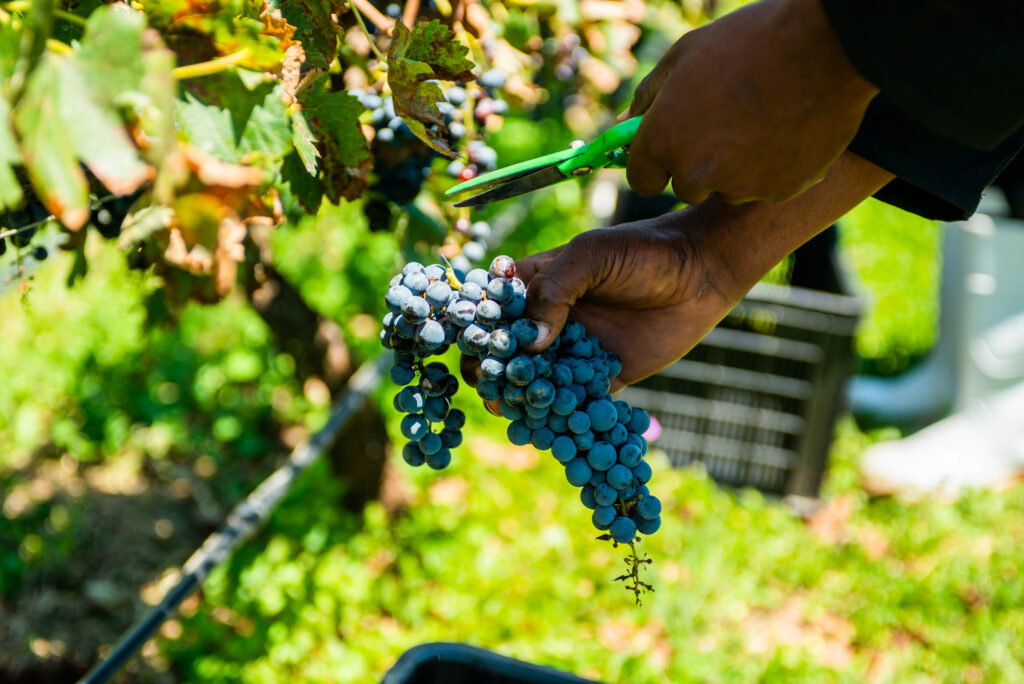 SA table grape exports rise despite port and logistics strain