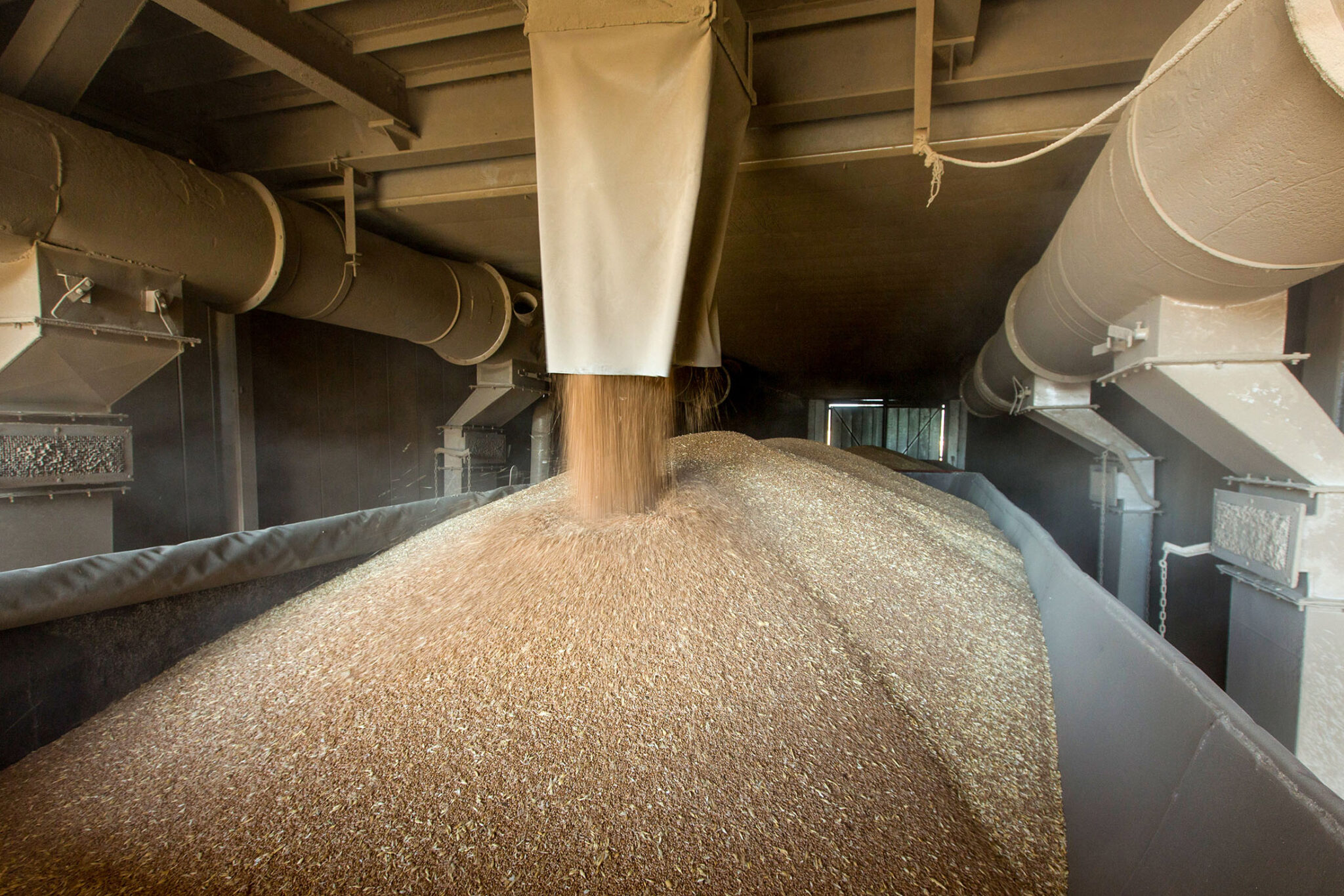 Wheat extends drop as Trump remarks fuel Black Sea truce hopes
