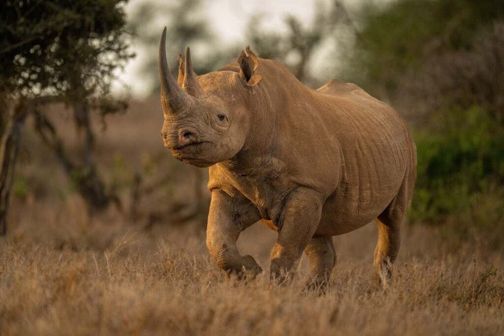 Rhinos return to billionaire-backed Zimbabwe park