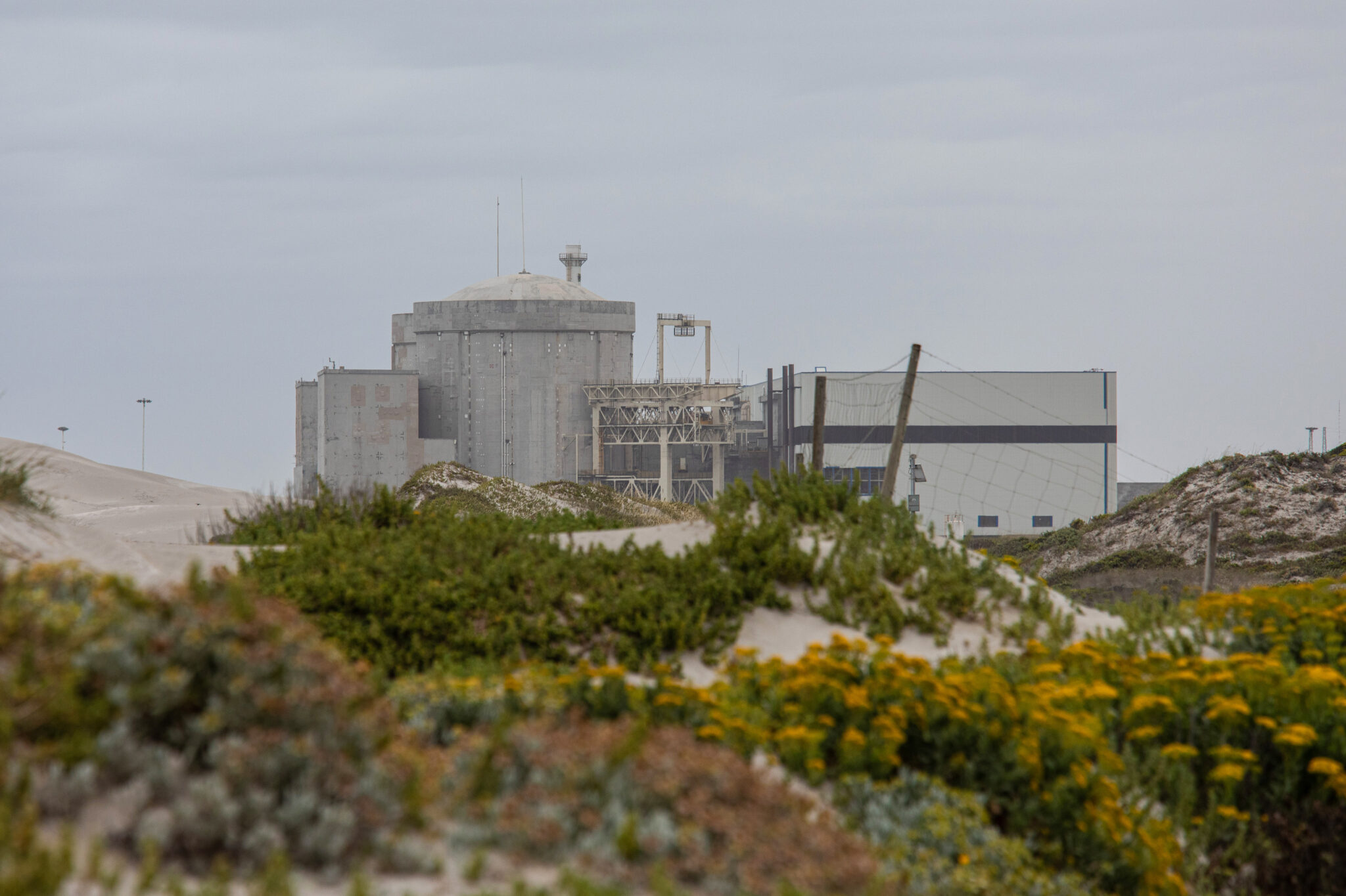 Dead sardines halve output at Koeberg