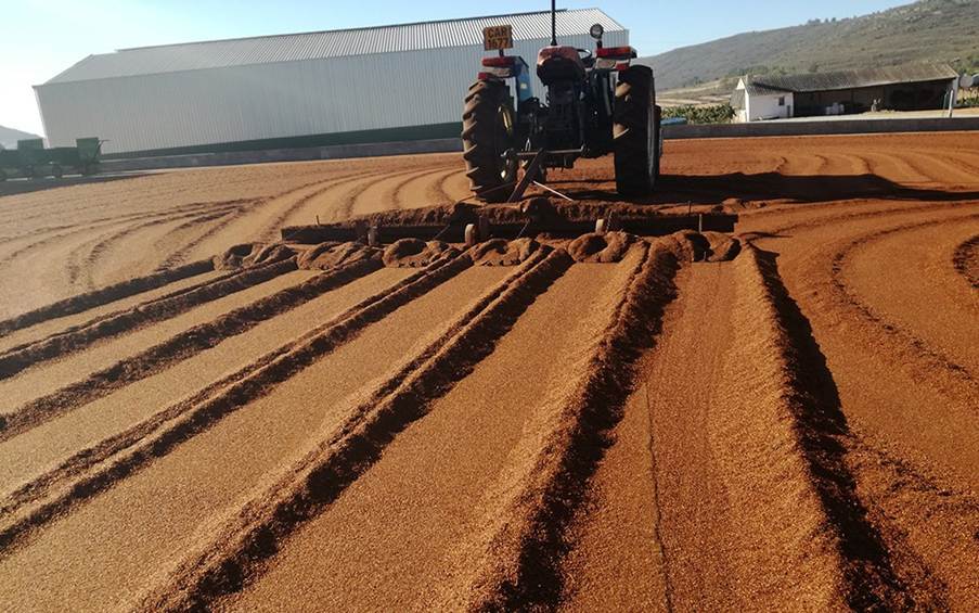 Beyond the teacup: Rooibos could be worth far more to SA