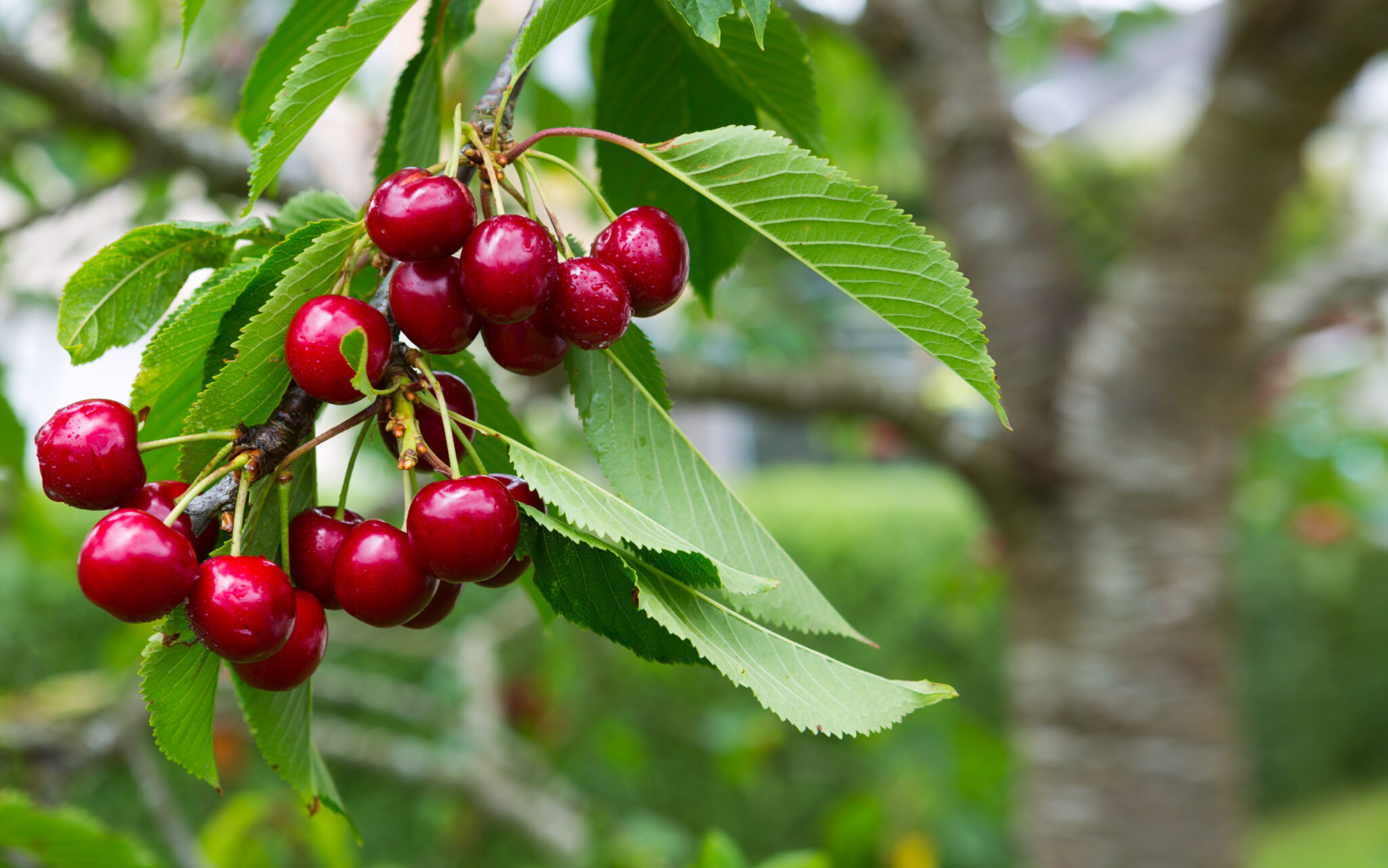 SA cherries hit the R53bn jackpot in China